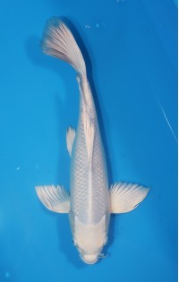 JP 469 - Long fin platina