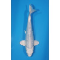 JP 475 - Gin rin platina