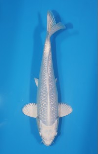 JP 475 - Gin rin platina