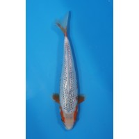 JP 698 - Gin rin kanoko asagi