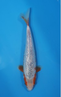 JP 698 - Gin rin kanoko asagi