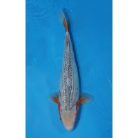 JP 697 - Gin rin kanoko asagi