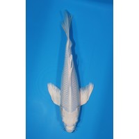 JP 558 - Long fin platina