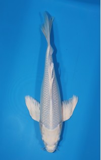 JP 558 - Long fin platina