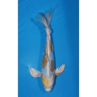 JP 564 - Long fin Kin kikokuryu