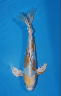 JP 564 - Long fin Kin kikokuryu