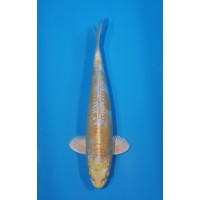 JP 559 - Gin rin doitsu hariwake