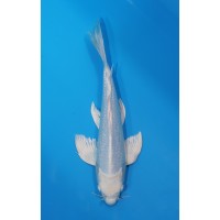 JP 555 - Long fin gr platina