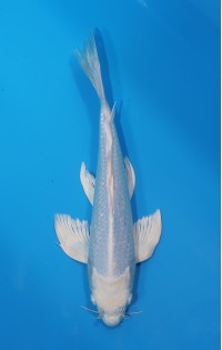 JP 555 - Long fin gr platina