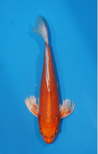 JP 562 - Long fin Orenji
