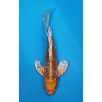 JP 560 - Long fin kujaku