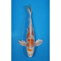 JP 563 - Long fin sakura