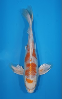 JP 563 - Long fin sakura