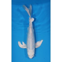 JP 556 - Long fin gr platina