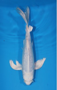 JP 556 - Long fin gr platina