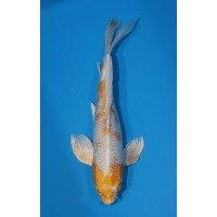 JP 561 - Long fin hariwake