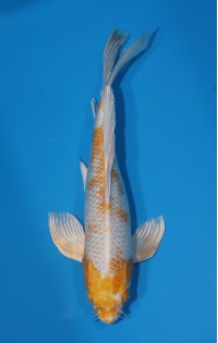 JP 561 - Long fin hariwake