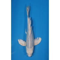 JP 471 - Long fin gr Platina