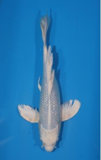 JP 471 - Long fin gr Platina