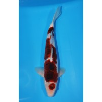 JP 404 - Maruten ai goromo