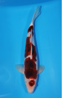 JP 404 - Maruten ai goromo