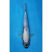 JP 531 - Gin rin matsukawabake