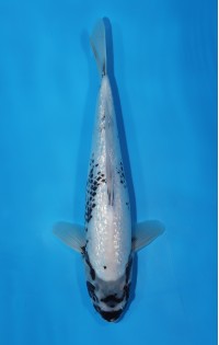 JP 531 - Gin rin matsukawabake