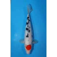 JP 539 - Tancho sanke