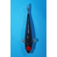 JP 537 - Tancho goshiki