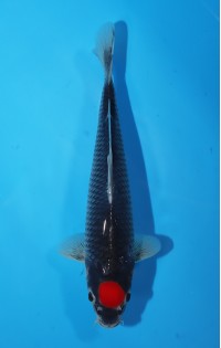 JP 537 - Tancho goshiki