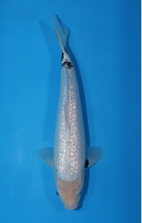 JP 527 - Gin rin matsukawabake