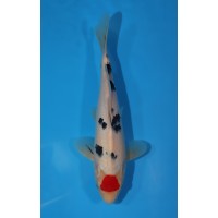 JP 538 - Tancho sanke