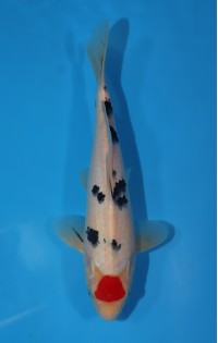 JP 538 - Tancho sanke