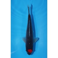 JP 535 - Tancho goshiki