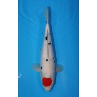 JP 533 - Tancho sanke