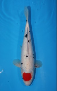 JP 533 - Tancho sanke