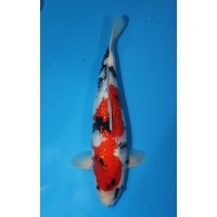 JP 408 - Gin rin showa