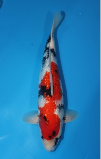 JP 408 - Gin rin showa