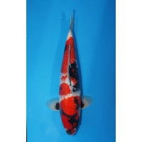 JP 409 - Gin rin showa