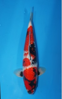 JP 409 - Gin rin showa