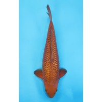 JP 393 - Gin rin chagoi