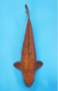 JP 393 - Gin rin chagoi