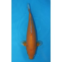 JP 491 - Red karashigoi