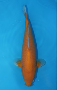 JP 491 - Red karashigoi