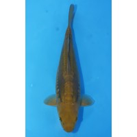 JP 489 - Doitsu chagoi