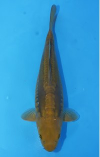 JP 489 - Doitsu chagoi