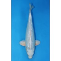 JP 480 - Gin rin cream ogon