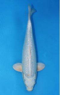 JP 480 - Gin rin cream ogon