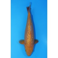 JP 494 - gin rin karashigoi