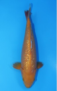 JP 494 - gin rin karashigoi